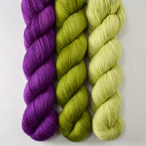 Astrology, Dragon Claw, and Iantha - Miss Babs Caroline Trio