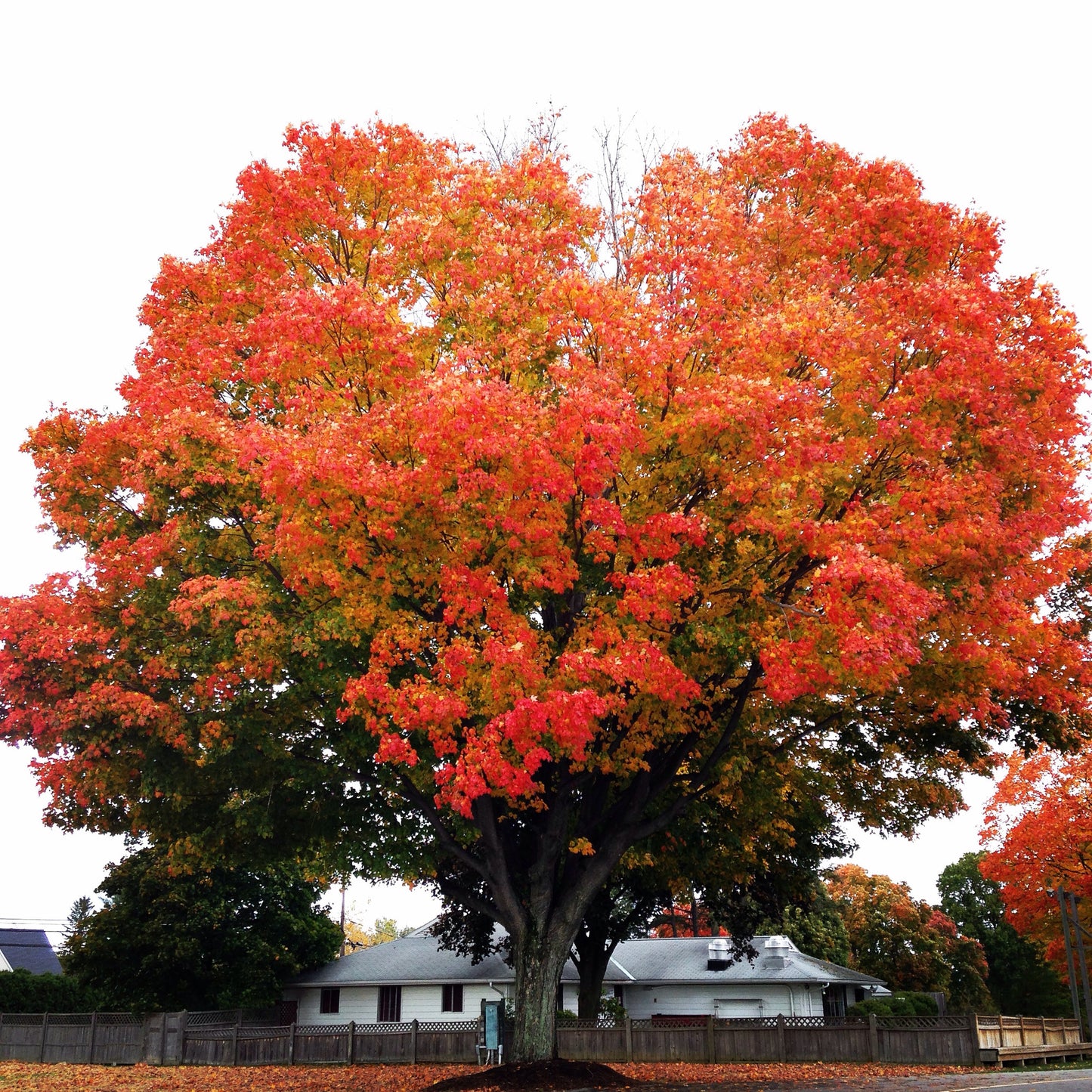 Sugar Maple - Gradient Set