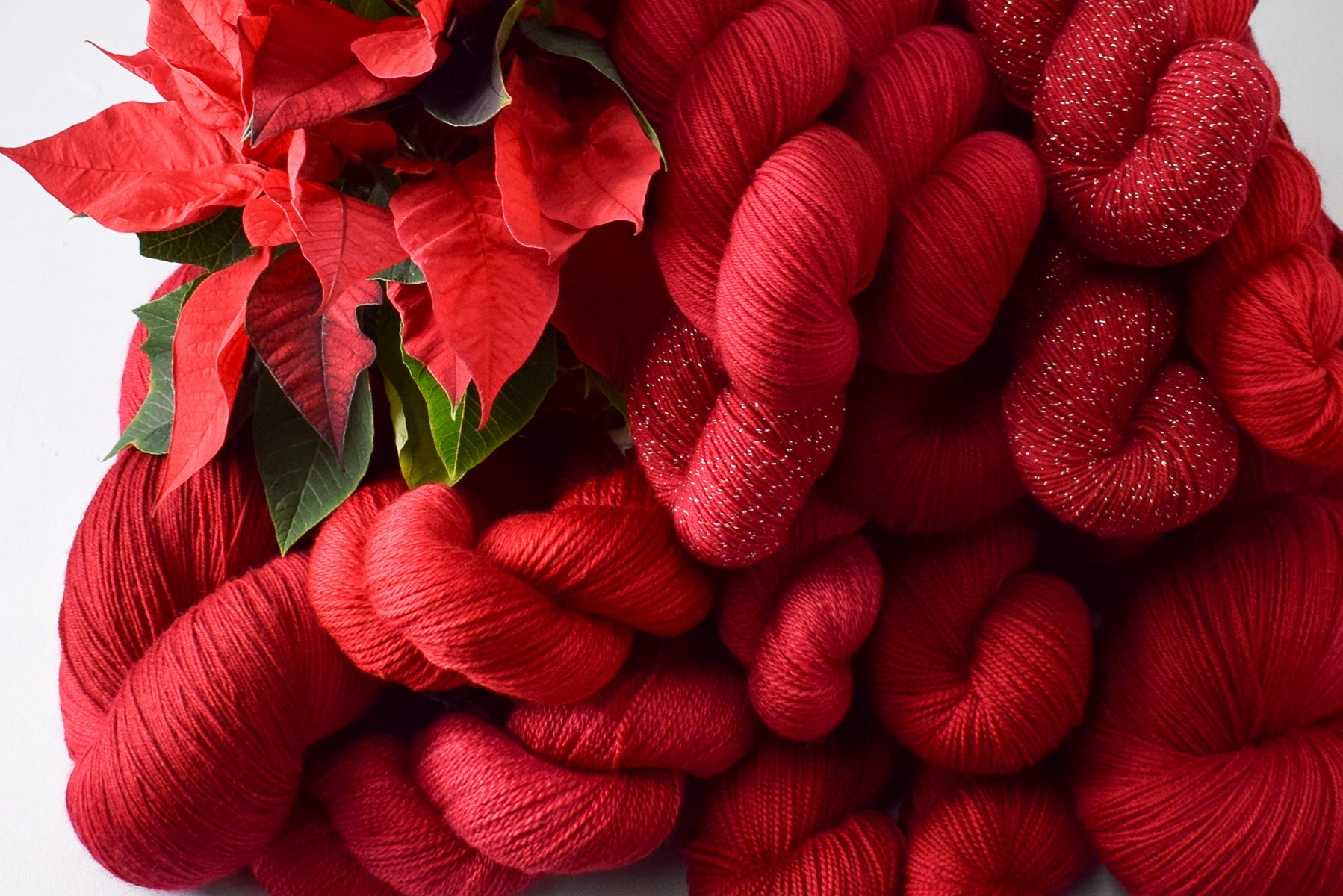 Poinsettia