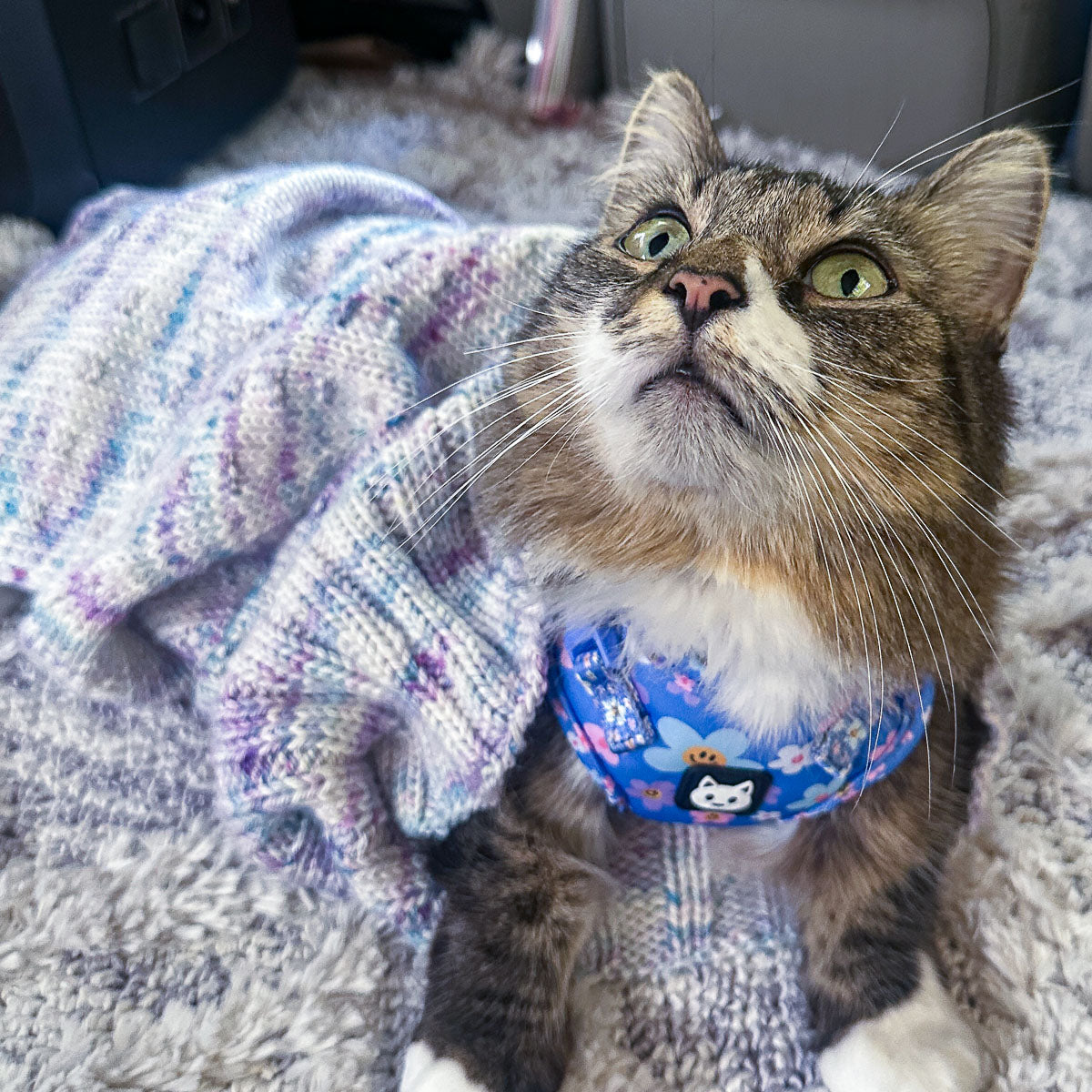 Sibling Rivalry - Simple Floof - Inspired Adventures Club 2025 - Ships December 3, 2025