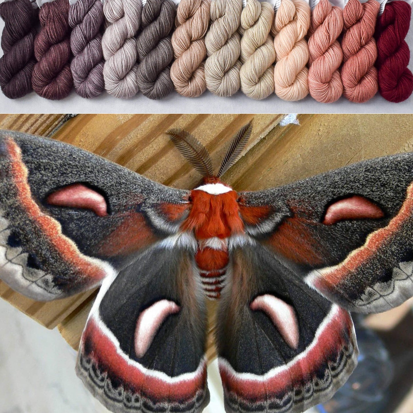 Giant Silk Moth - Crown Wools Set