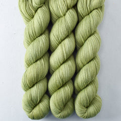 Fiddlehead - Caroline
